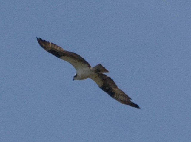 Arcata Marsh Osprey