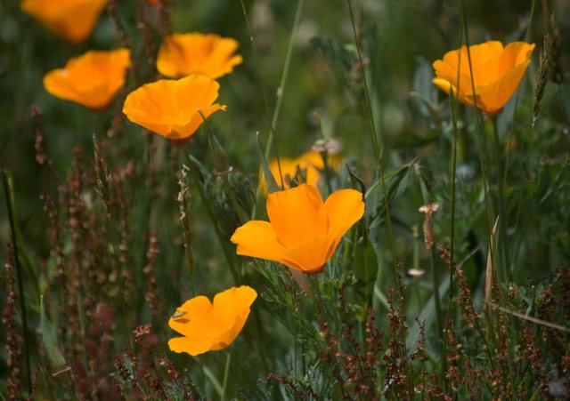 Arcata Marsh poppies