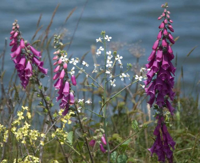 Arcata Marsh wildflowers 1